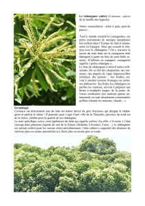 Le châtaignier cultivé (Castanea sativa) de la famille des fagacées