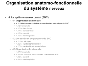 Organisation anatomique SNC et ventricules part III