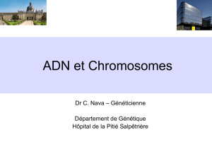 ADN et Chromosomes