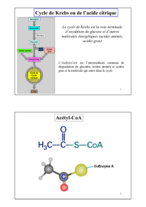 Cycle de Krebs ou de l`acide citrique Acétyl-CoA