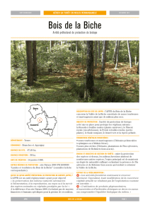 Bois de la Biche - Forêts de Bourgogne