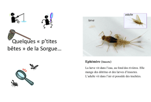 insectes_mare_-_rivière ( PDF