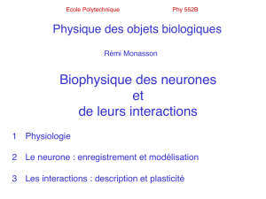 Biophysique des neurones et de leurs interactions