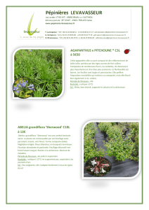 AGAPANTHUS x PITCHOUNE ® C3L à 5€50 ABELIA grandiflora