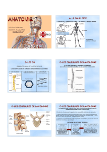 Anatomie cours 2