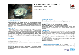 poisson porc-epic « geant - IFRECOR Nouvelle