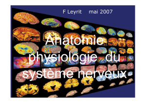 Anatomie syst&egrave;me nerveux 1&deg; ann&eacute;e 2007 [Mode de