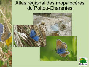 Polyommatus : Clé de détermination - Poitou