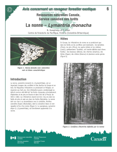 La nonne – Lymantria monacha - Forests