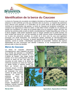 Identification de la berce du Caucase et des plantes semblables