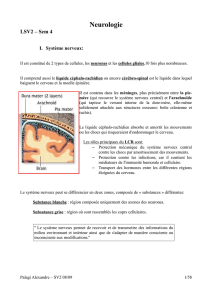 Formation et organisation du cerveau