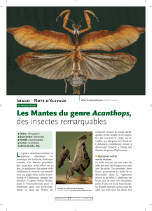 Les mantes Acanthops / Insectes n° 131