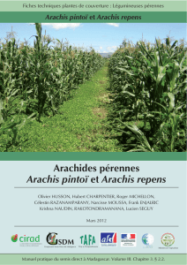 Arachis pintoï et Arachis repens