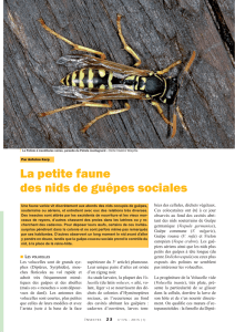 La petite faune des nids de guêpes sociales / Insectes n° 176