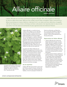 Alliaire officinale - Ontario Invasive Plant Council