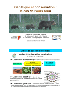 Génétique et conservation : le cas de l`ours brun