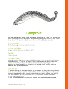 Lamproie - Fédération de Pêche de Côte-d`Or