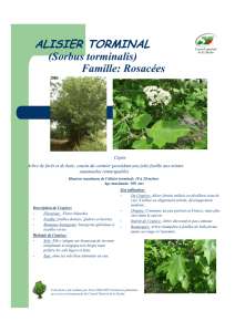 ALISIER TORMINAL (Sorbus torminalis) Famille: Rosacées