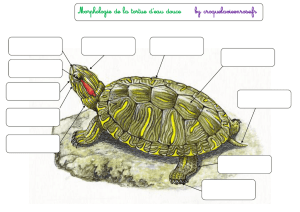 Morphologie de la tortue d`eau douce by croquelavieenrose.fr