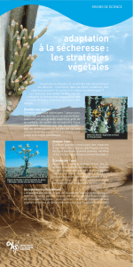 adaptation à la sécheresse : les stratégies végétales