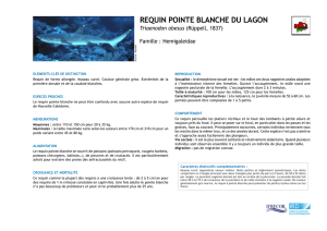 requin pointe blanche du lagon - IFRECOR Nouvelle