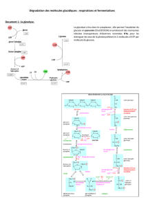 Dégradation des molécules glucidiques : respirations et fermentations