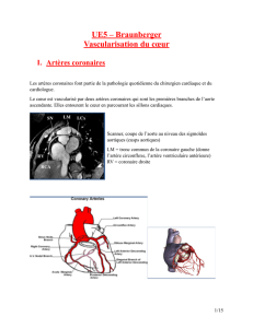 UE5-Braunberger-Vascularisation du coeur