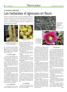 Les herbacées et ligneuses en fleurs