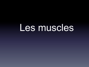 Le muscle antagoniste