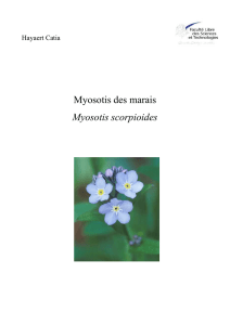 Myosotis des marais Myosotis scorpioides