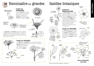 les grandes familles botaniques
