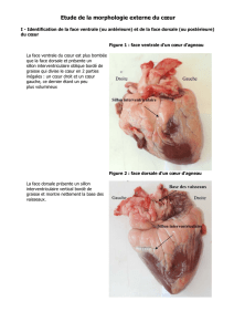 étude de la morphologie externe du coeur