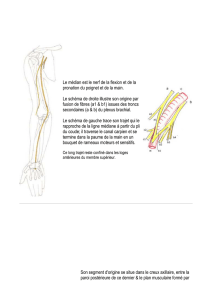 Le médian est le nerf de la flexion et de la pronation