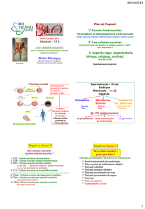 2° Les cellules souches a) embryonnaires