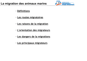La migration des animaux marins