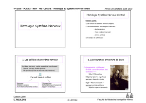 Histologie Système Nerveux