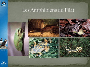 Diaporama "Amphibiens" - Pilat