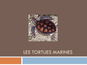 les_tortues_marines