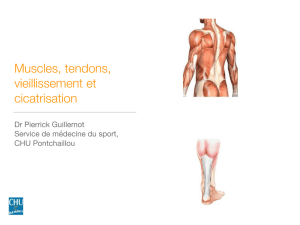 Muscles et tendons