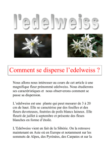 Comment se disperse l`edelweiss ?