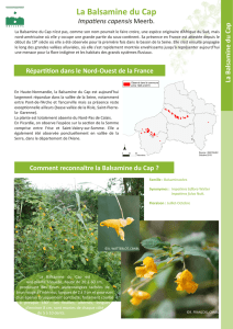 La Balsamine du Cap (Impatiens capensis)
