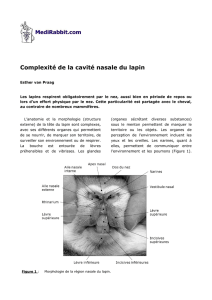 Complexité de la cavité nasale