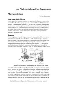 Les Plathelminthes et les Bryozoaires Platyhelminthes
