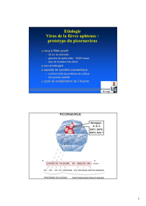 Etiologie Virus de la fièvre aphteuse : prototype du picornavirus