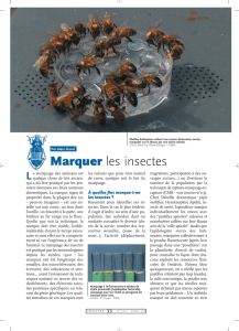 Marquer les insectes / Insectes n° 122