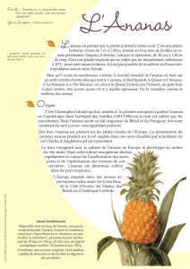 L`Ananas - Agriculture.gouv