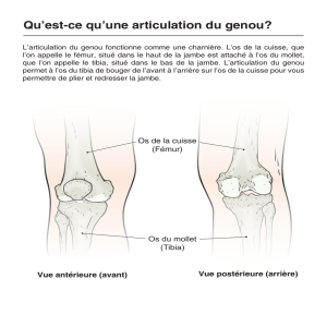 Qu`est-ce qu`une articulation du genou?