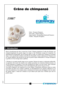 Crâne de chimpanzé Crâne de chimpanzé 15087