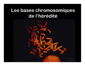 Les bases chromosomiques de l`hérédité