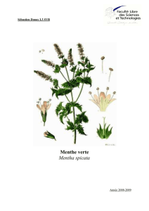 Menthe verte Mentha spicata